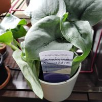 スキンダプサス・オルモストシルバー,多肉植物,観葉植物,初心者,モニター当選の画像