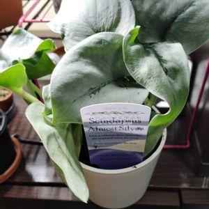 スキンダプサス・オルモストシルバー,多肉植物,観葉植物,初心者,モニター当選の画像