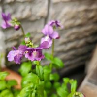 ビオラ,千寿菊(マリーゴールド),こぼれ種からのネメシア,こぼれ種から,玄関アプローチの画像