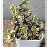 アエオニウム,いつもありがとうございます♡(ᴗ̤ .̮ ᴗ̤ )₎₎,盆栽みたいな多肉さんの画像