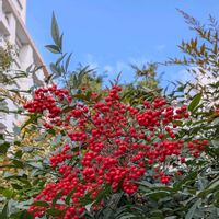 ナンテン,公園,お散歩,花のある暮らし,お出かけ先の画像