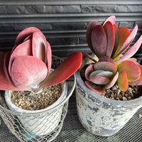 デザートローズ,デザートローズ,多肉植物の紅葉,室内で冬越し,みみみ　多肉植物の画像