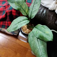 アグラオネマ,観葉植物の画像