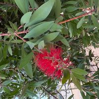 ブラシの木の画像