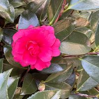 サザンカの画像