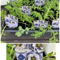 ニンジン,玉ねぎ,大根,ネギ,ポピー　アメージンググレイの画像