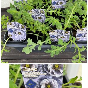 ニンジン,玉ねぎ,大根,ネギ,ポピー　アメージンググレイの画像