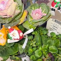 ビオラ,プリムラ　ジュリアン,マツバボタン(松葉牡丹)の画像