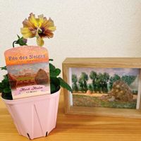 パンジー,パンジー フェデネージュ,フェデネージュ 積みわら,ベランダガーデン,ガーデニングの画像