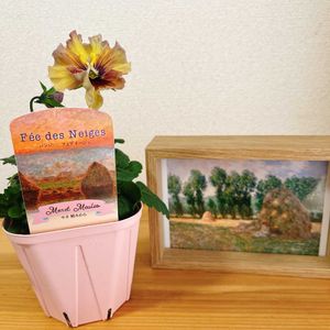 パンジー,パンジー フェデネージュ,フェデネージュ 積みわら,ベランダガーデン,ガーデニングの画像