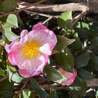 サザンカの画像