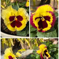 フリージア,パンジー,パンジー,水仙,日本水仙の画像