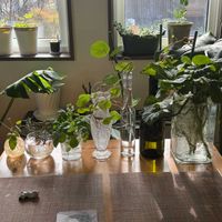 ローズマリー,安納芋,ナスタチューム,スィートバジル☘️の画像