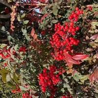 ナンテンの画像