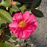 サザンカの画像