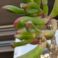 ゴーラムの画像