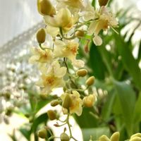 オンシジューム,出窓,洋ラン,花のある暮らしの画像