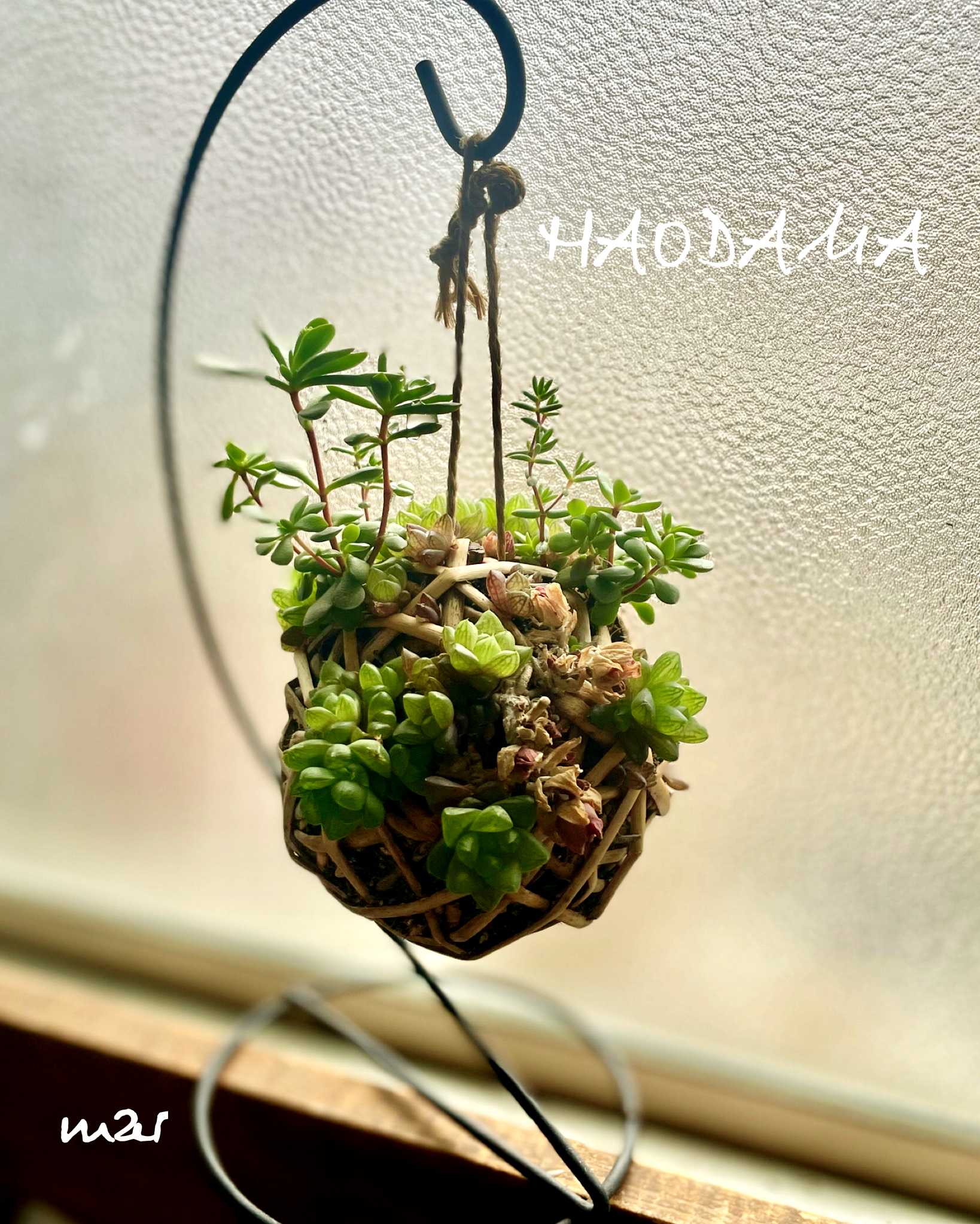 売切sale センペル森 センペル丼30cm大鉢✡️Sempervivum 寄植 売切sale センペル森 センペル丼30cm大鉢✡️Sempervivum 寄植 売切