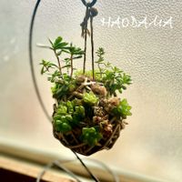 ハオルチア,亀甲竜,多肉植物寄せ植え,窓際,室内組の画像