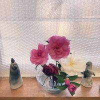 カランコエ,サザンカ(山茶花)の画像