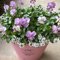 シャコバサボテン,オキザリス　桃の輝き,虹色スミレ,ビオレ,寄せ植えの画像