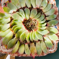 桃太郎,帝玉,エケベリア 桃太郎,実生！,エリマキの画像