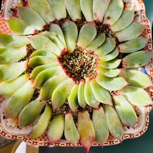 桃太郎,帝玉,エケベリア 桃太郎,実生！,エリマキの画像