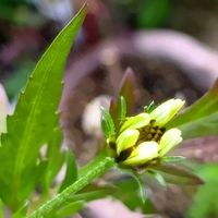 ウインターコスモス,ウィンターコスモス レモンキューピット,花のある暮らし,大事に育てたい,キュンキュン乙女倶楽部の画像