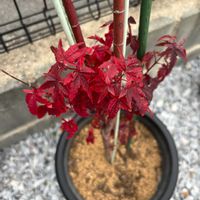 モミジ(紅葉),玄関アプローチの画像