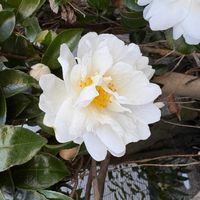 サザンカの画像