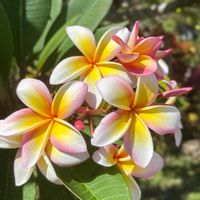 プルメリア,南国の花,パラオのプルメリアの画像