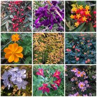 アスクレピアス,アルストロメリア,ウインターコスモス,ナンテン,ユキヤナギの画像