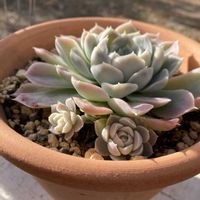 ヒューミリス,紅葉する多肉,可愛い,多肉植物のある暮らし,寒さに負けるなの画像