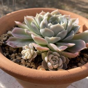 ヒューミリス,紅葉する多肉,可愛い,多肉植物のある暮らし,寒さに負けるなの画像