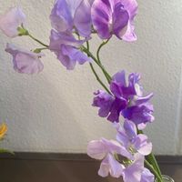 スイートピー,切り花,とにかくGS 楽しもう！の画像