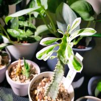 サンスベリア,スキンダプサス,ユーフォルビア トリゴナ,観葉植物,ユーフォルビアの画像