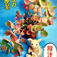 ミセバヤ,多肉植物,料理,ベランダ多肉,iPhone撮影の画像