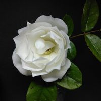 アイスバーグ,地植え,マイガーデン,綺麗✨,チーム岐阜の画像