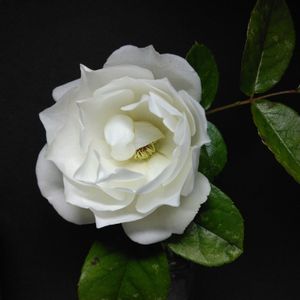 アイスバーグ,地植え,マイガーデン,綺麗✨,チーム岐阜の画像