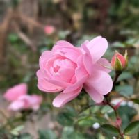 バラ,マンリョウ,ダイヤモンドリリー,ルージュピエールドゥロンサール,ボニカ'82の画像