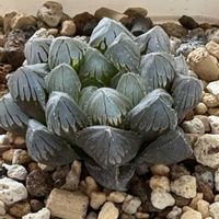 ハオルチア,北海道,多肉成長記録,多肉植物初心者,窓際多肉ちゃんの画像