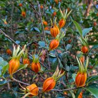 クチナシ,梔子,雑草,山野草,野草の画像