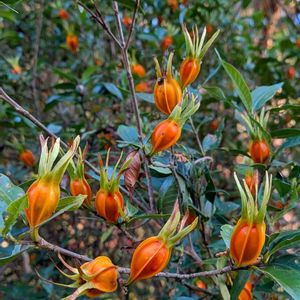 クチナシ,梔子,雑草,山野草,野草の画像
