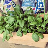 ほうれん草,家庭菜園,ベランダの画像