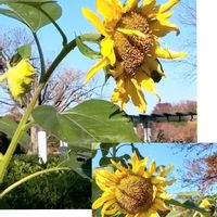 ヒマワリ,いつもありがとう♡,浮間公園,GSの繋がりに感謝♡,向日葵　ひまわり　ヒマワリの画像