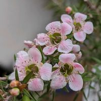 ギョリュウバイ,ギョリュウバイ さくら,ギョリュウバイ さくら,ギョリュウバイ さくら,ギョリュウバイ さくらの画像