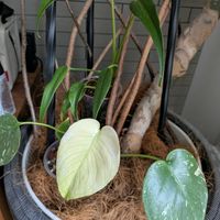 モンステラ,緑のある暮らし,みどりのある暮らしの画像