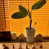 フィカス・アルテシマの画像