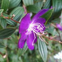 シコンノボタン,大好きな花,シルエット❤︎,風の中,ヒカリの画像