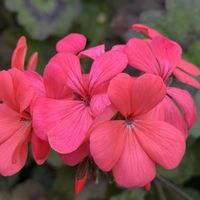 ゼラニウム,観賞用,南アフリカ原産,緑のある暮らし,初冬の画像